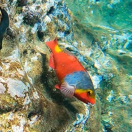 Enjoy Madeira 2 Lejlighed Caniço