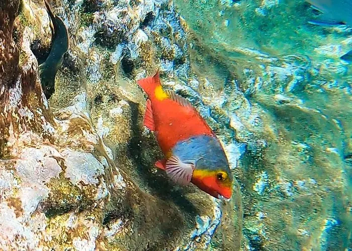 Enjoy Madeira 2 Apartment Canico (Madeira)